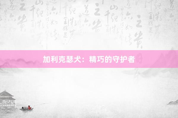加利克瑟犬:精巧的守护者